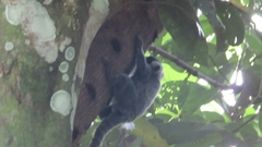 Callithrix jacchus × penicillata