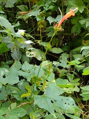 Ipomoea hastigera