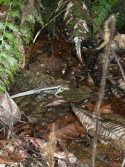 Stenocercus iridescens