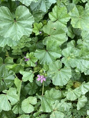 Malva parviflora image