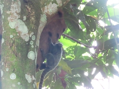 Callithrix jacchus × penicillata