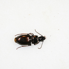 Pterostichus burmeisteri