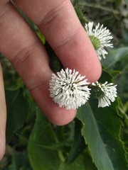 Gymnocoronis spilanthoides