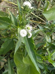 Gymnocoronis spilanthoides