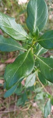 Coprosma hirtella