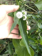 Gymnocoronis spilanthoides