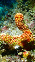 Ptilocaulis walpersii