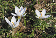 Crocus biflorus