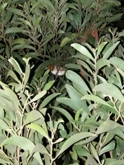 Erithacus rubecula rubecula