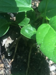 Micrathena sexspinosa