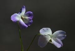 Viola sieheana