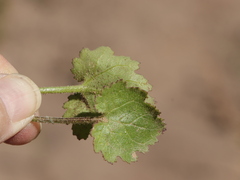 Amauria rotundifolia