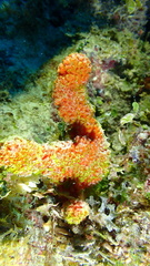 Ptilocaulis walpersii