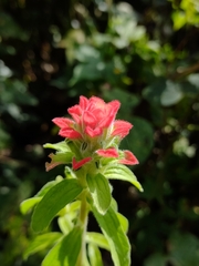 Castilleja arvensis arvensis