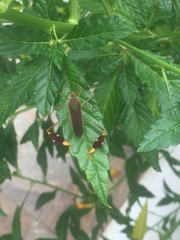 Anisoscelis scutellaris