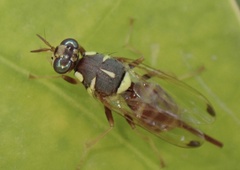 Dacus longistylus