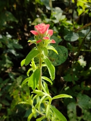 Castilleja arvensis arvensis