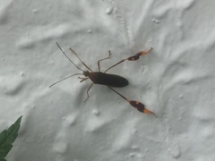 Anisoscelis scutellaris