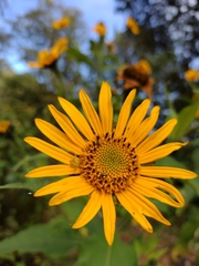 Tithonia longiradiata