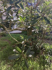 Heteromeles arbutifolia