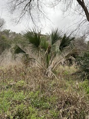 Sabal mexicana