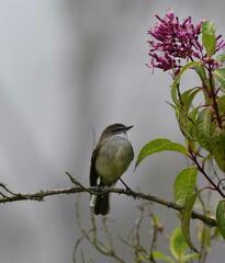 Mecocerculus leucophrys