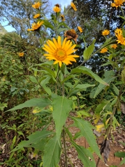 Tithonia longiradiata