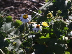 Amauria rotundifolia