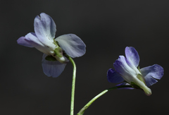Viola sieheana
