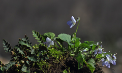 Viola sieheana