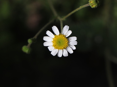Amauria rotundifolia