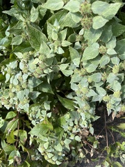 Pycnanthemum