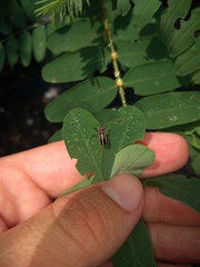 Eudiagogus episcopalis