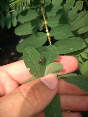 Eudiagogus episcopalis