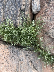 Pectocarya recurvata