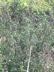 Salvia leucophylla