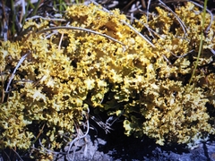 Vulpicida juniperinus