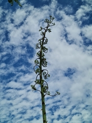 Agave cordillerensis