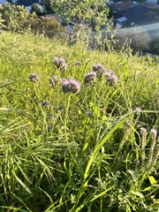 Phacelia tanacetifolia