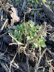 Phacelia pedicellata