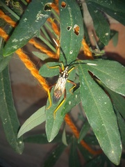 Holhymenia histrio