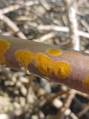 Chrysothrix xanthina