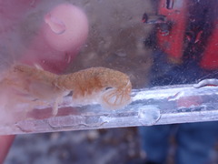Upogebia pugettensis