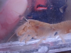 Upogebia pugettensis