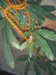 Holhymenia histrio