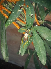Holhymenia histrio