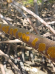 Chrysothrix xanthina