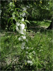 Prunus glandulosa