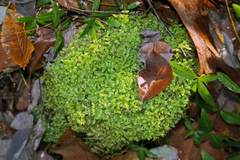 Hypnum cupressiforme