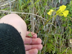 Rhamphospermum arvense